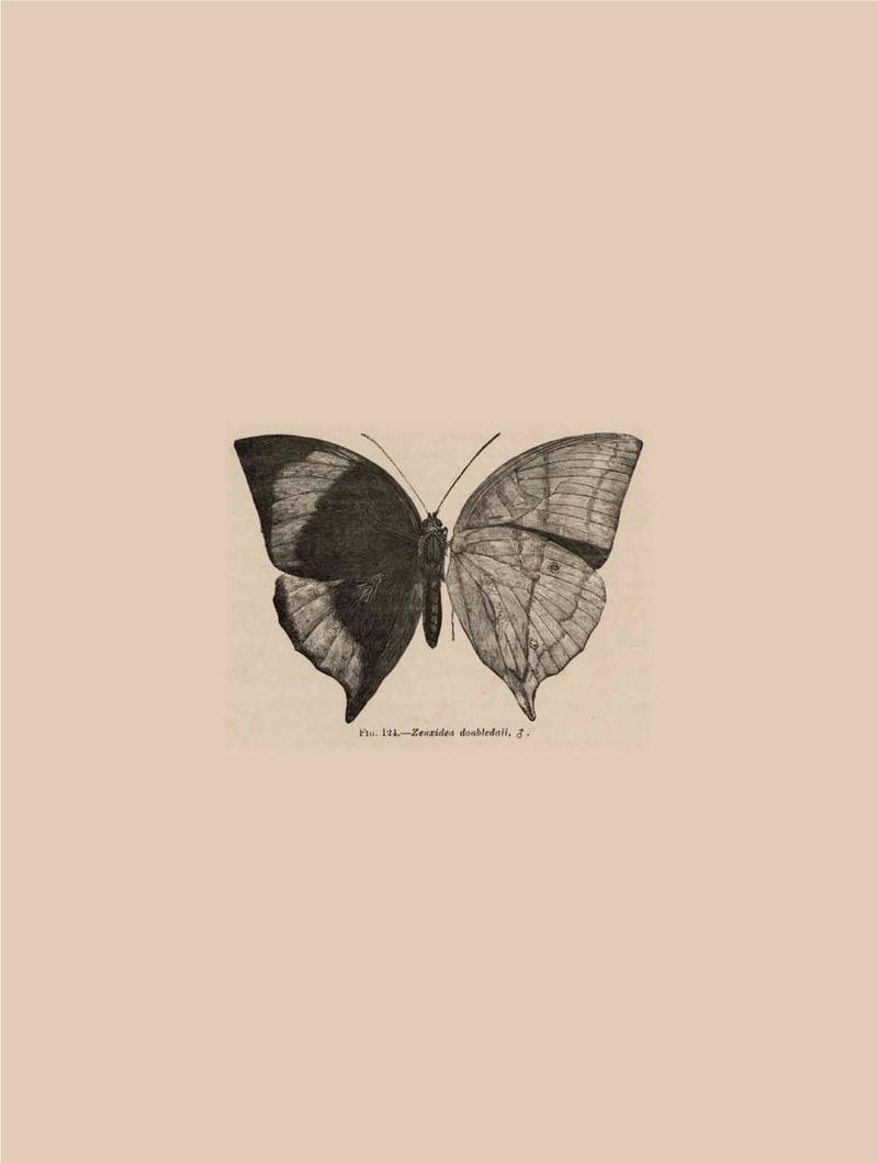 Rhopalocera Malayana -a description of the butterflies of the Malay Peninsula - with 46 coloured plates and 129 woodcuts BHL46291793