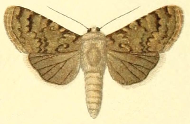Rhyacia exprimata