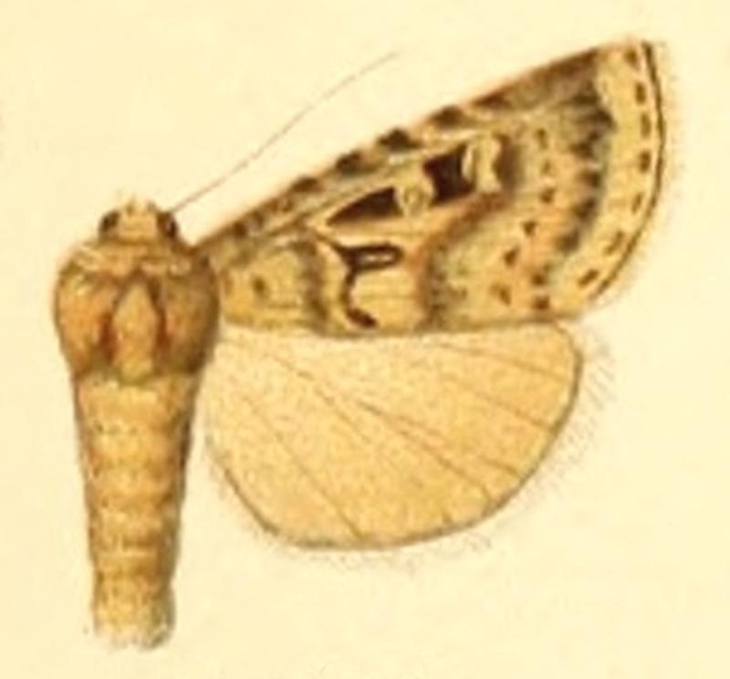 Rhyacia funkei