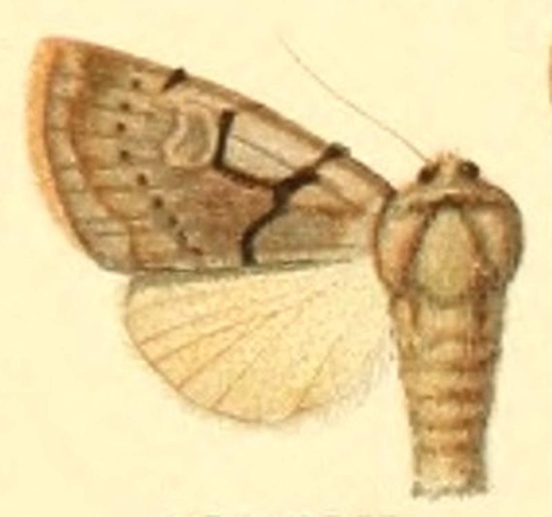 Rhyacia gaurax