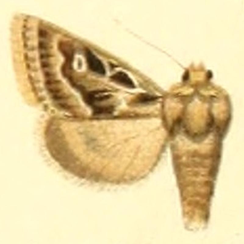 Rhyacia herrich-schafferi