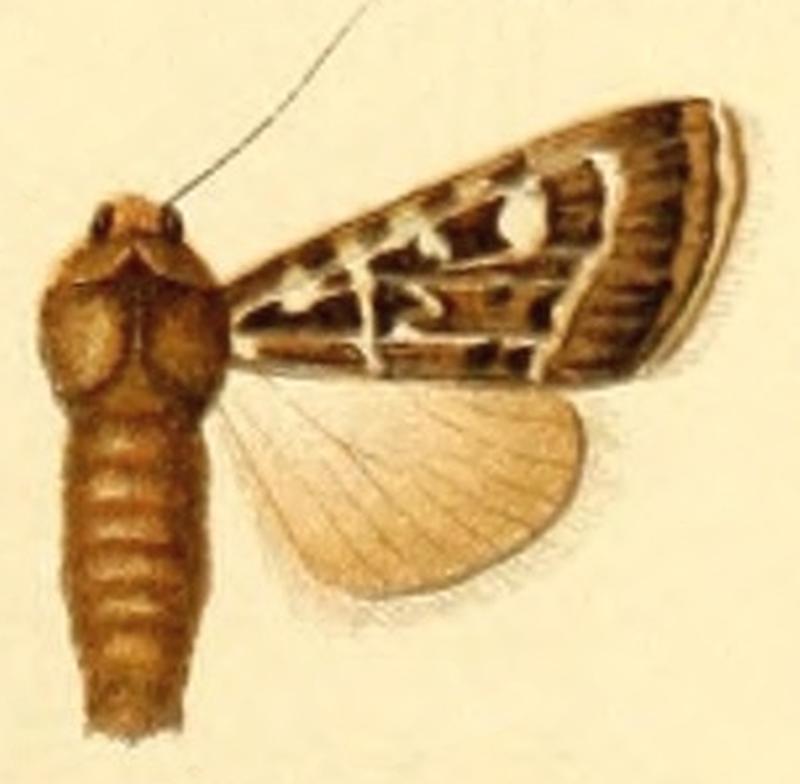 Rhyacia larixia