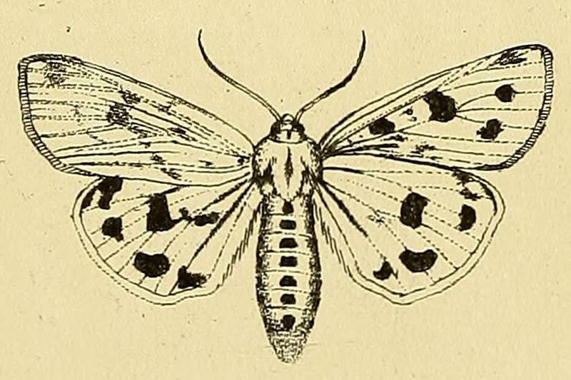 Rhyparioides metelkana