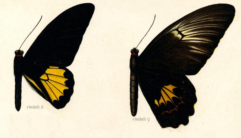 1 Riedels Birdwing male upperwing 2 Riedels Birdwing female upperwing