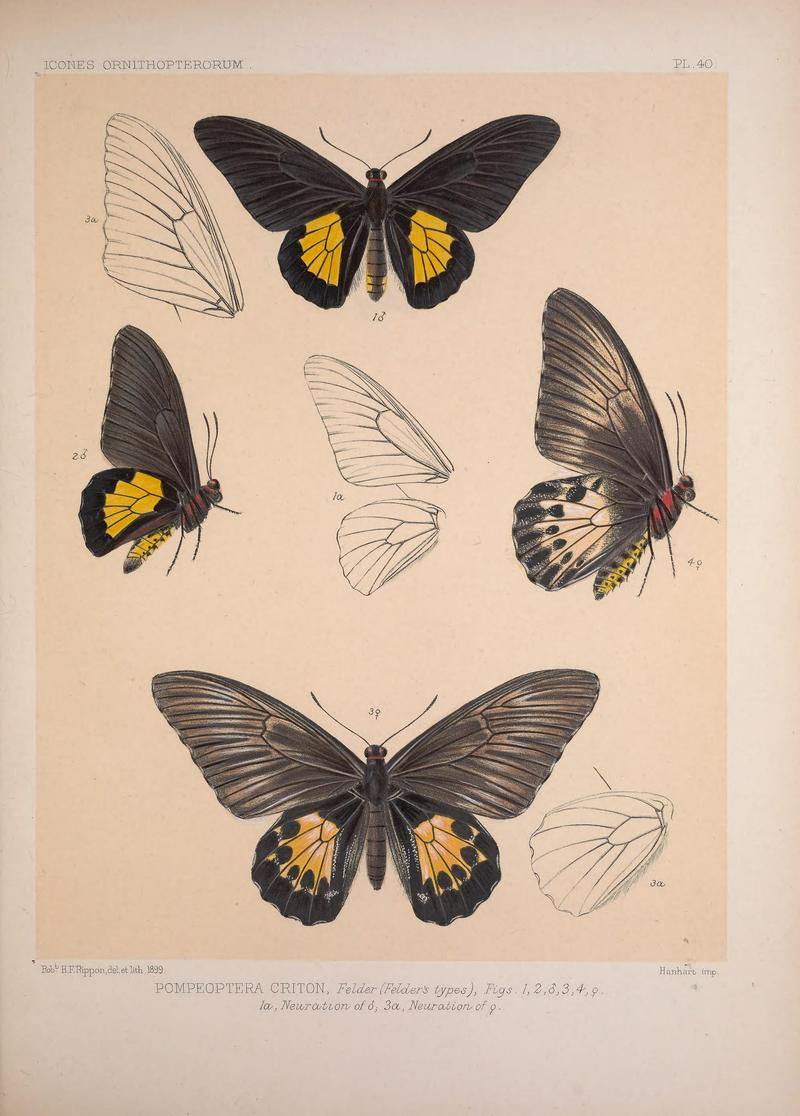 Rippon Icones Ornithopterorum Plate 40