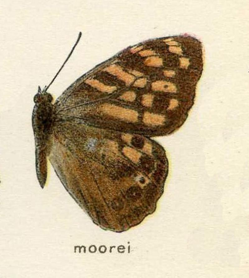 R moorei Satyrinae