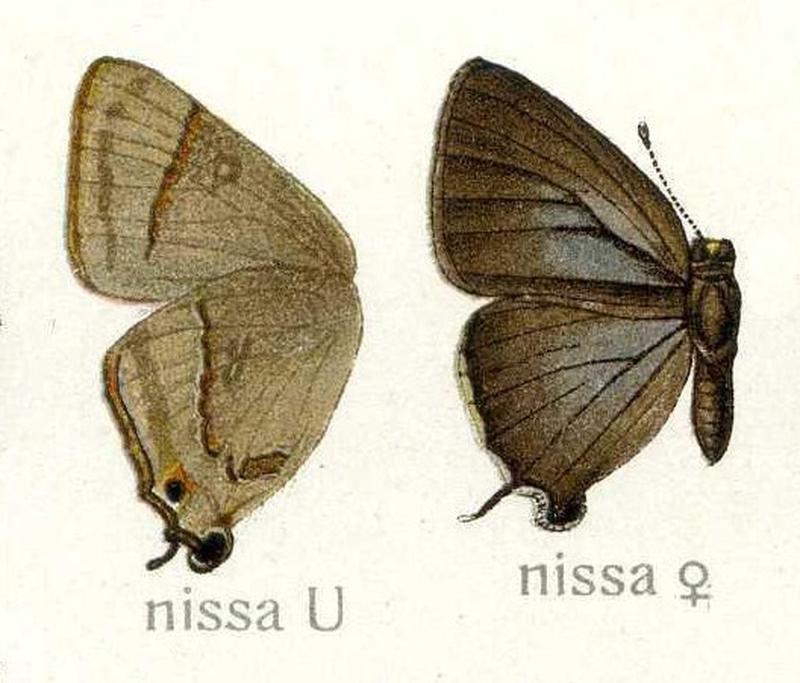 Rapala nissa