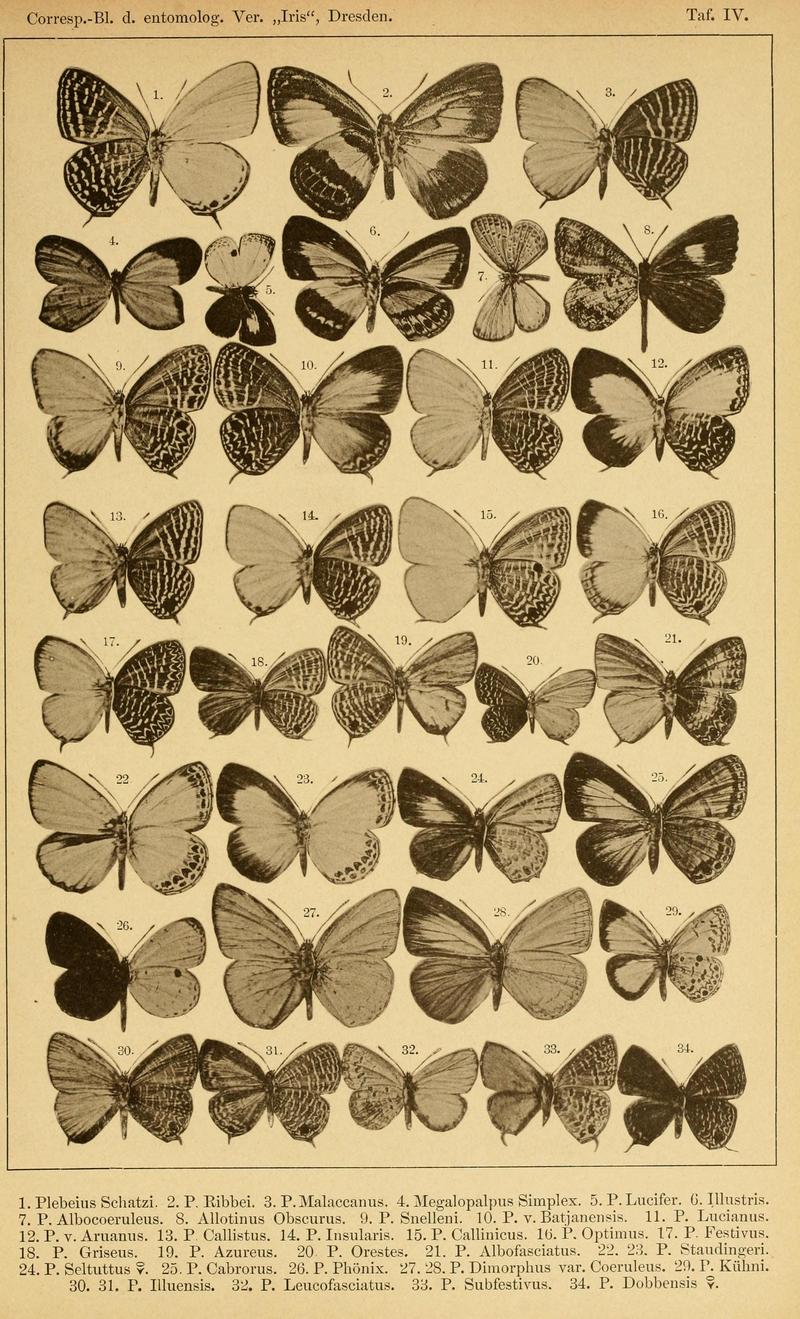 Röber 1886 CorrBl Ent Ver Iris 1 3 Taf IV