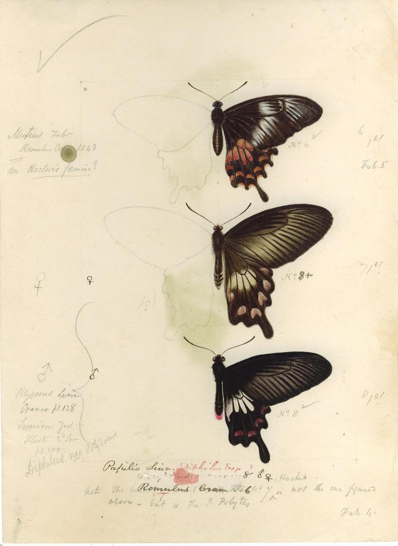 Robert Templeton Rhopalocera Ceylon Plate 1