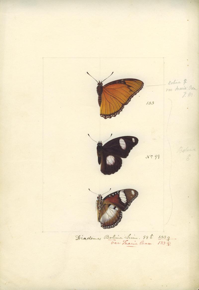 Robert Templeton Rhopalocera Ceylon Plate 11