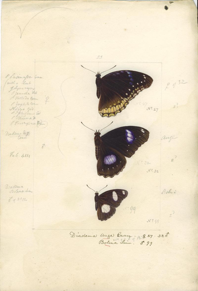 Robert Templeton Rhopalocera Ceylon Plate 12