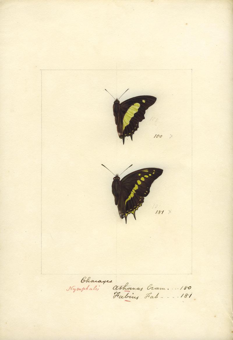 Robert Templeton Rhopalocera Ceylon Plate 14