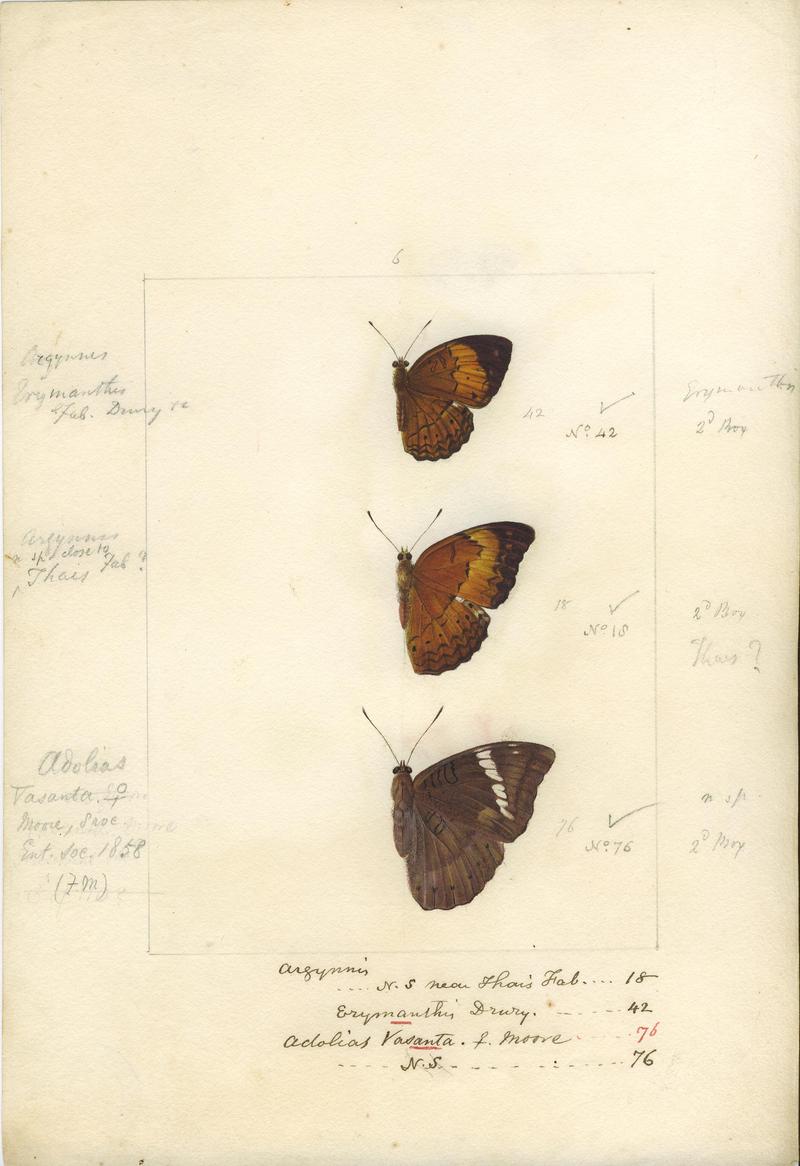 Robert Templeton Rhopalocera Ceylon Plate 16