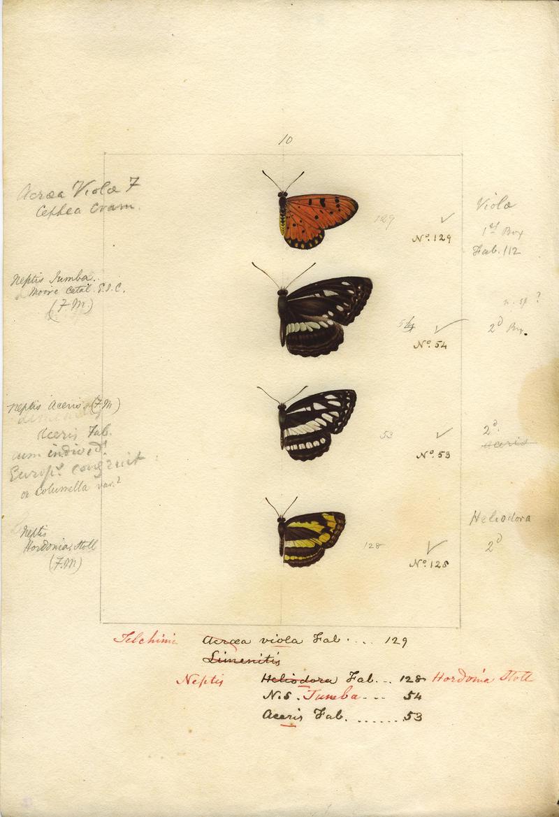 Robert Templeton Rhopalocera Ceylon Plate 17