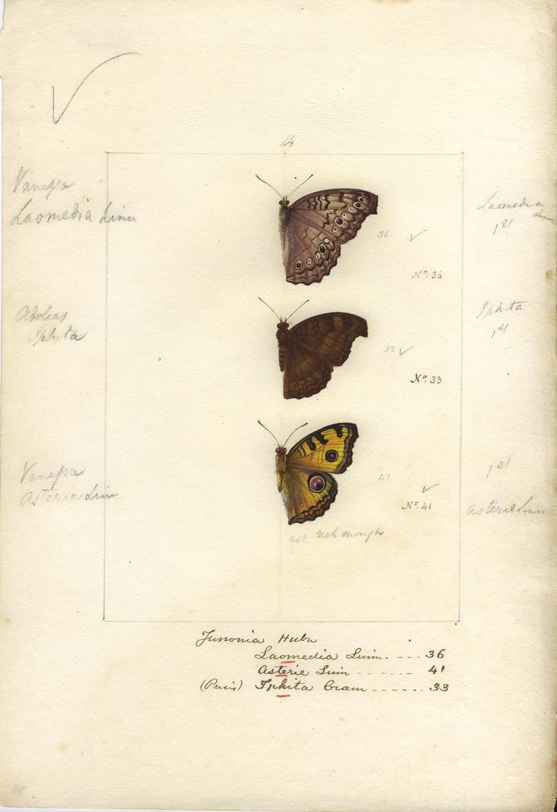 Robert Templeton Rhopalocera Ceylon Plate 19