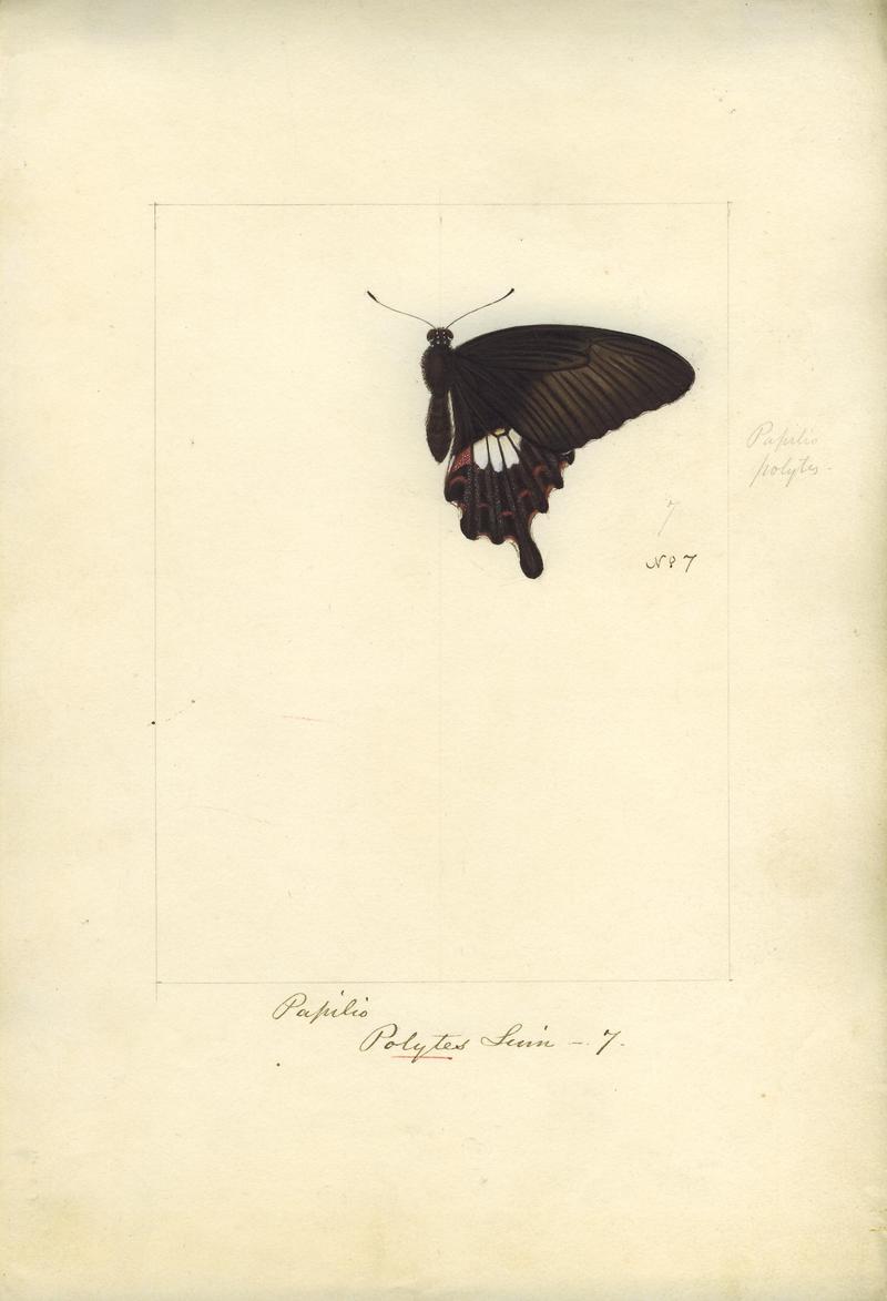 Robert Templeton Rhopalocera Ceylon Plate 2