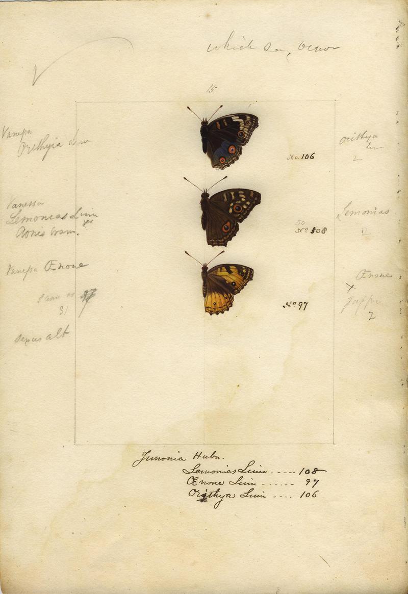 Robert Templeton Rhopalocera Ceylon Plate 20