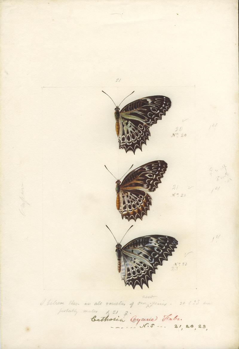 Robert Templeton Rhopalocera Ceylon Plate 21