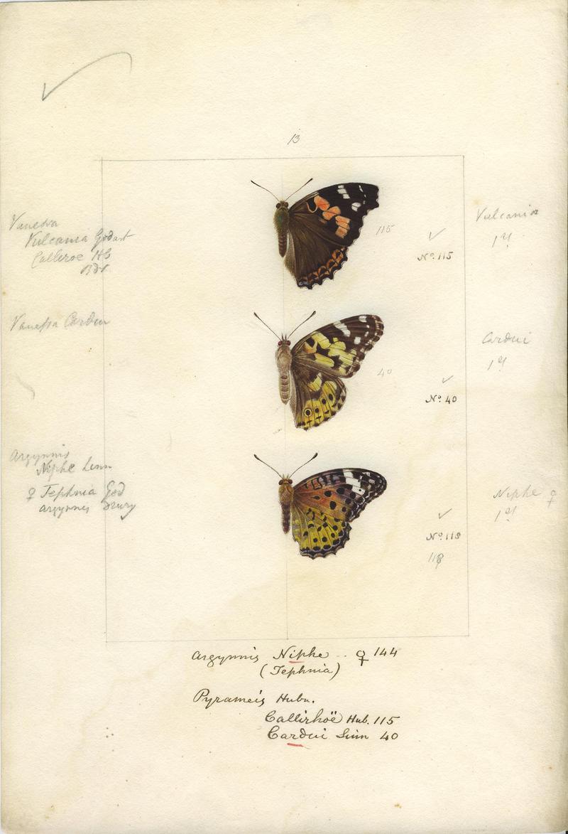 Robert Templeton Rhopalocera Ceylon Plate 23