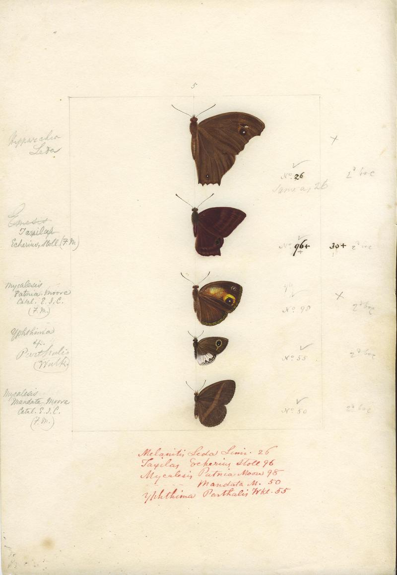 Robert Templeton Rhopalocera Ceylon Plate 24