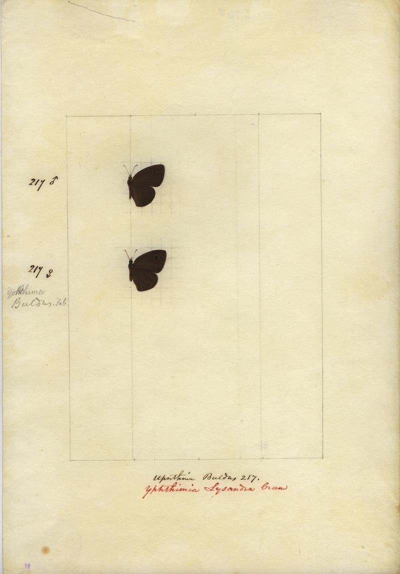 Robert Templeton Rhopalocera Ceylon Plate 25