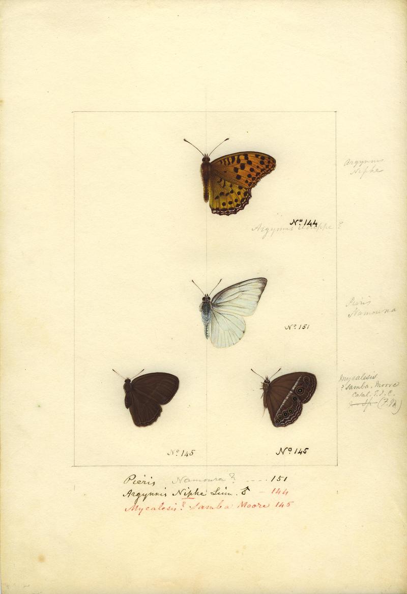 Robert Templeton Rhopalocera Ceylon Plate 26