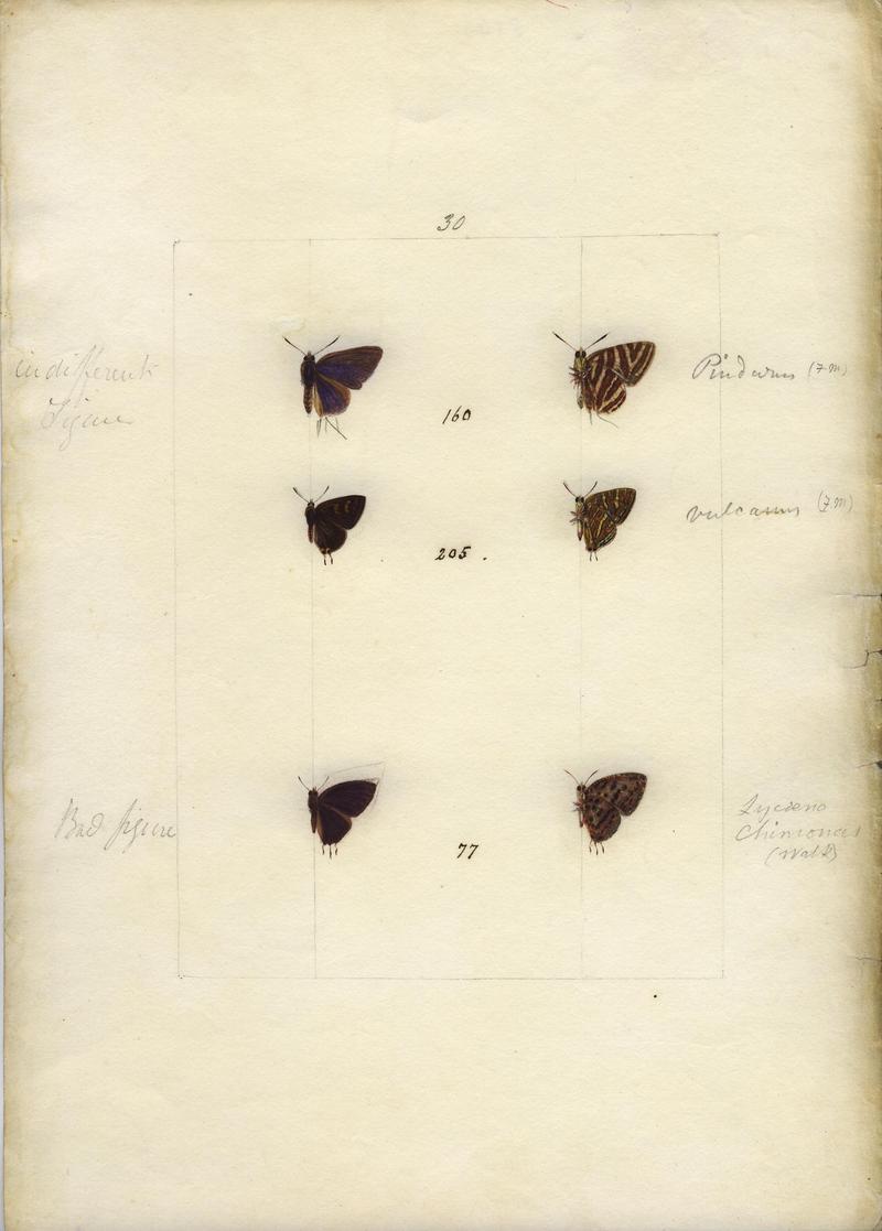 Robert Templeton Rhopalocera Ceylon Plate 27