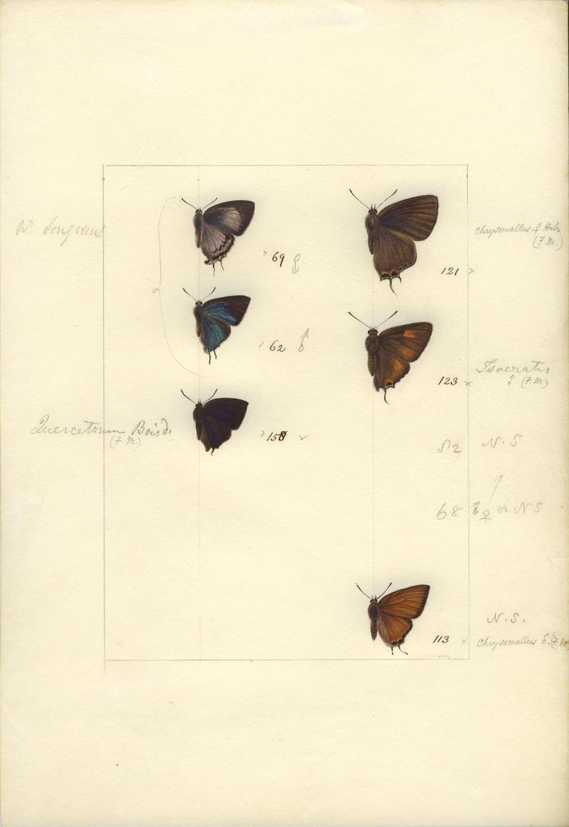 Robert Templeton Rhopalocera Ceylon Plate 28