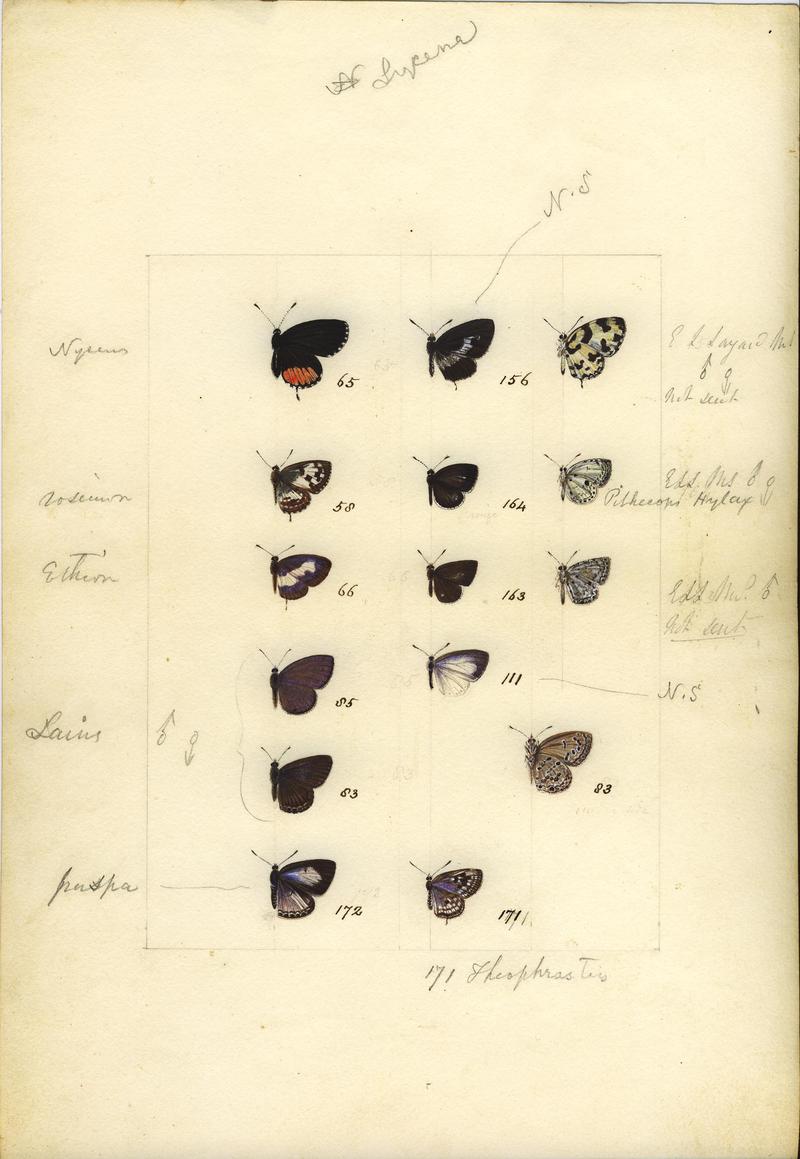 Robert Templeton Rhopalocera Ceylon Plate 29