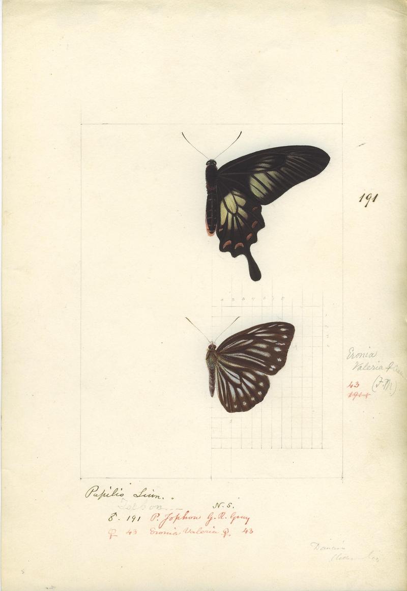 Robert Templeton Rhopalocera Ceylon Plate 3