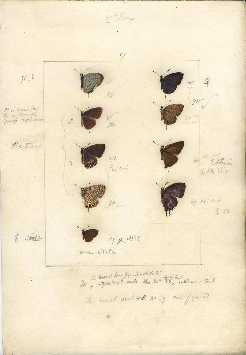 Robert Templeton Rhopalocera Ceylon Plate 31