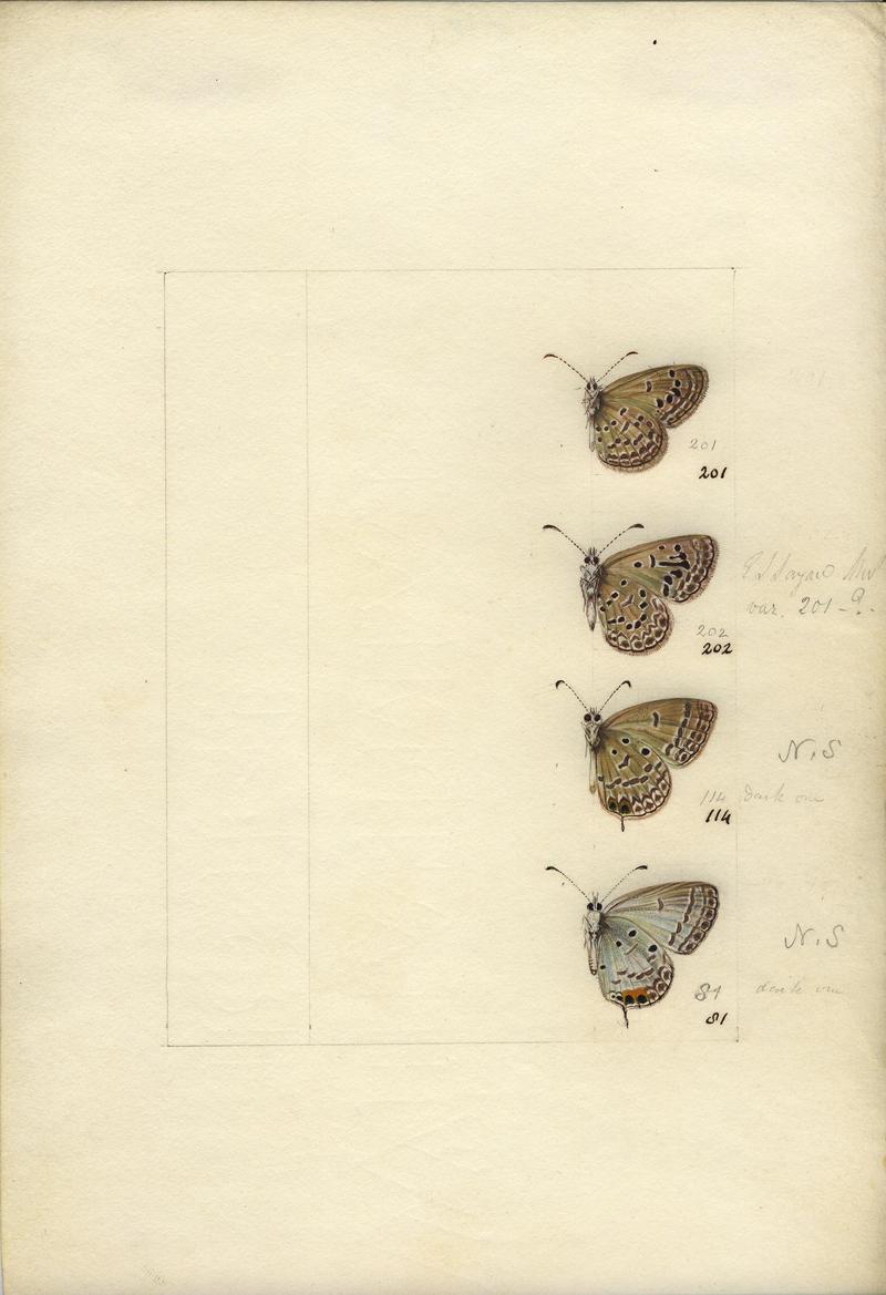 Robert Templeton Rhopalocera Ceylon Plate 32