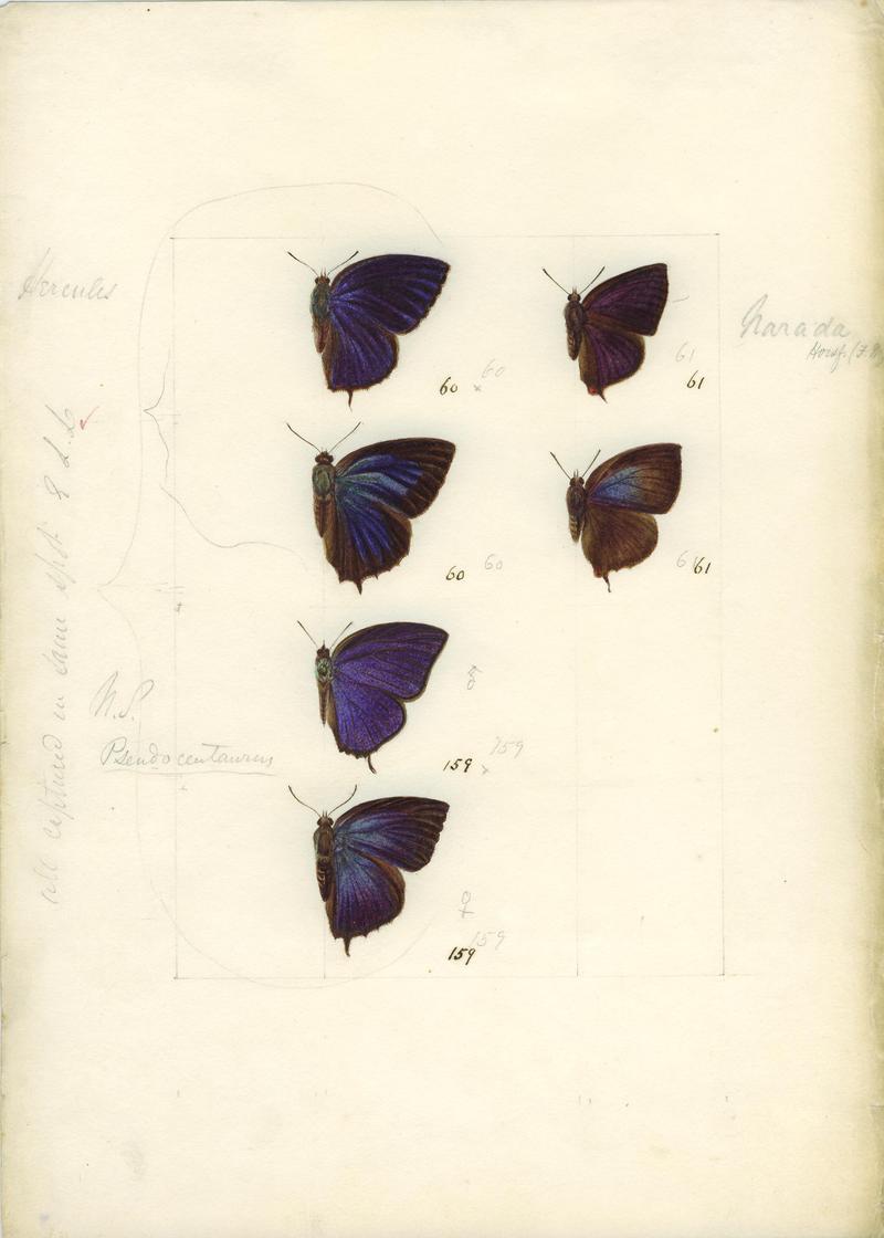 Robert Templeton Rhopalocera Ceylon Plate 33