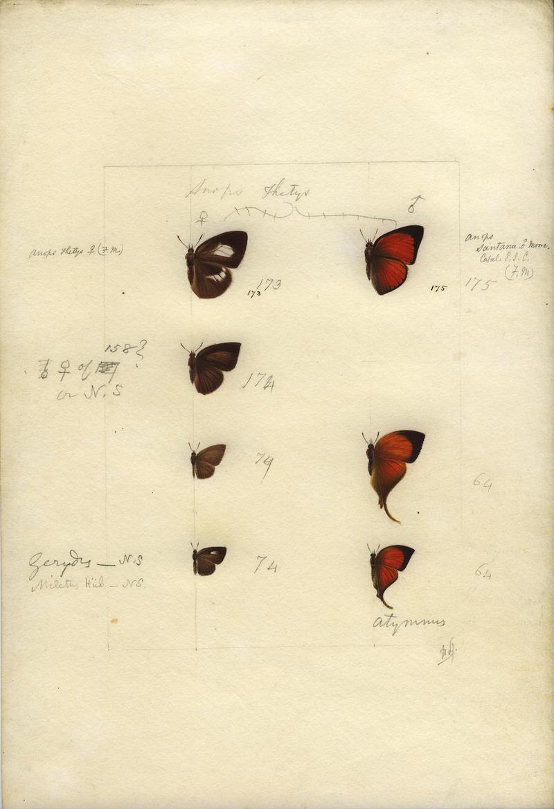 Robert Templeton Rhopalocera Ceylon Plate 34