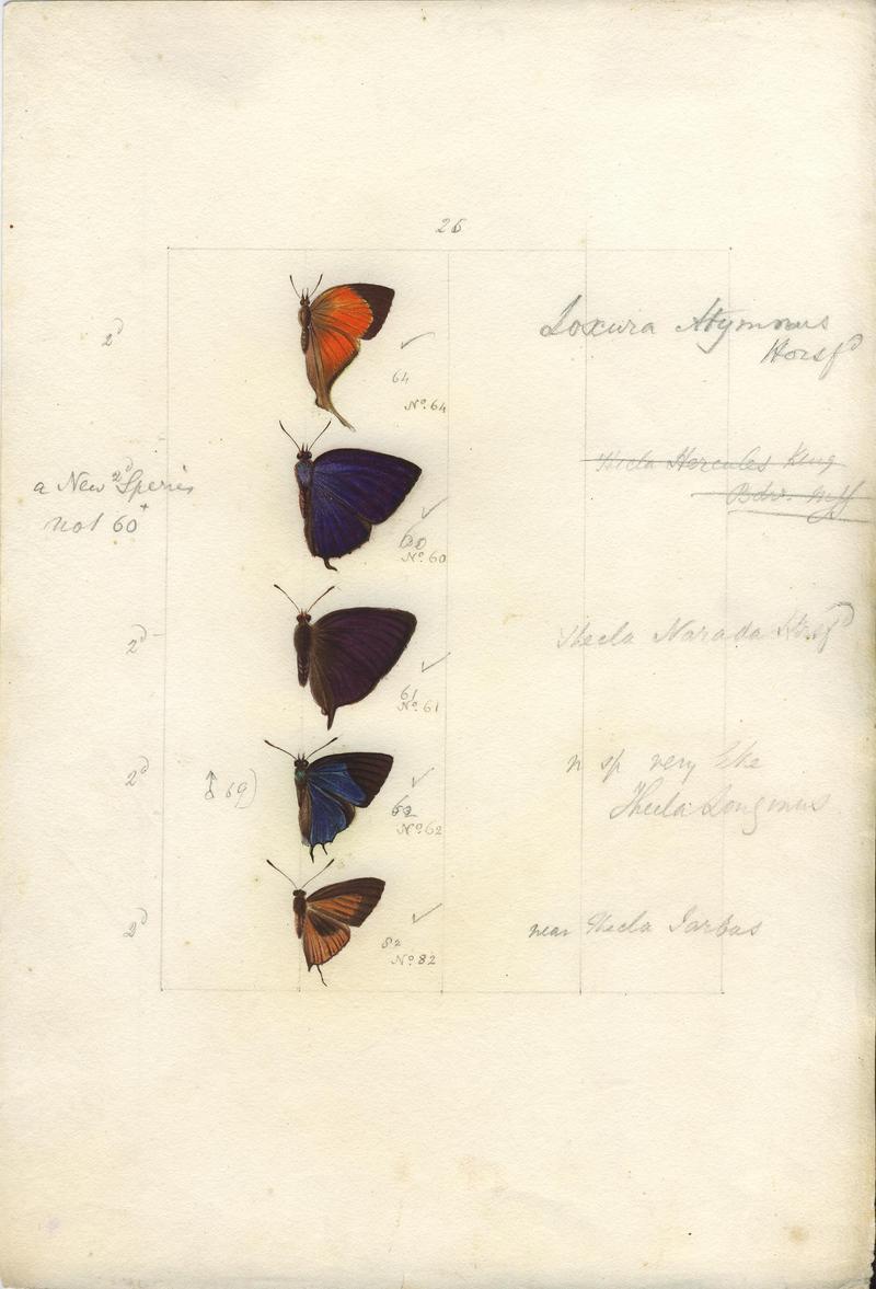 Robert Templeton Rhopalocera Ceylon Plate 35