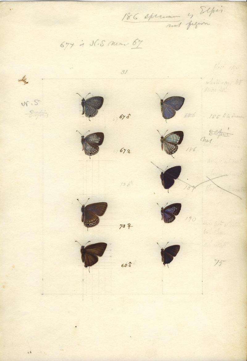 Robert Templeton Rhopalocera Ceylon Plate 36