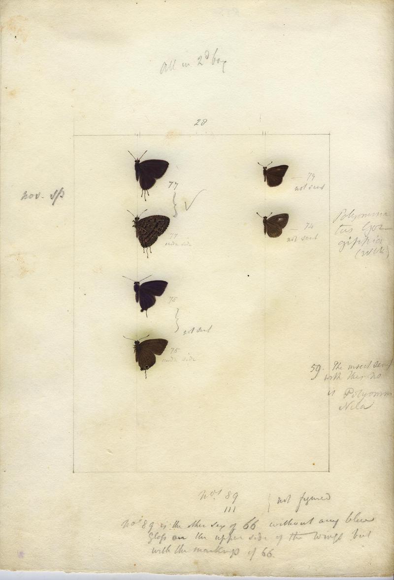 Robert Templeton Rhopalocera Ceylon Plate 37