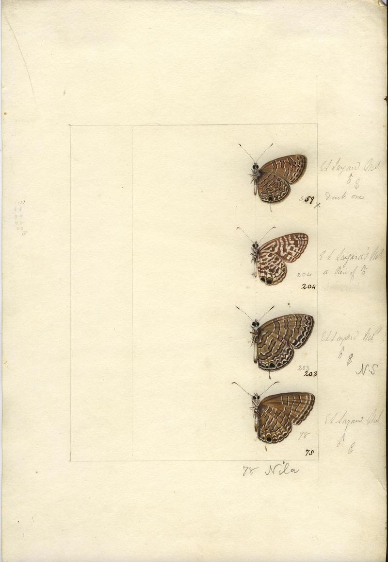 Robert Templeton Rhopalocera Ceylon Plate 38