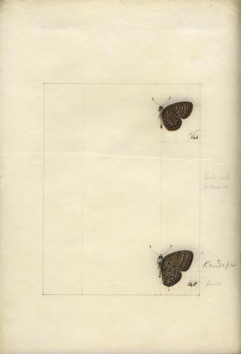 Robert Templeton Rhopalocera Ceylon Plate 39