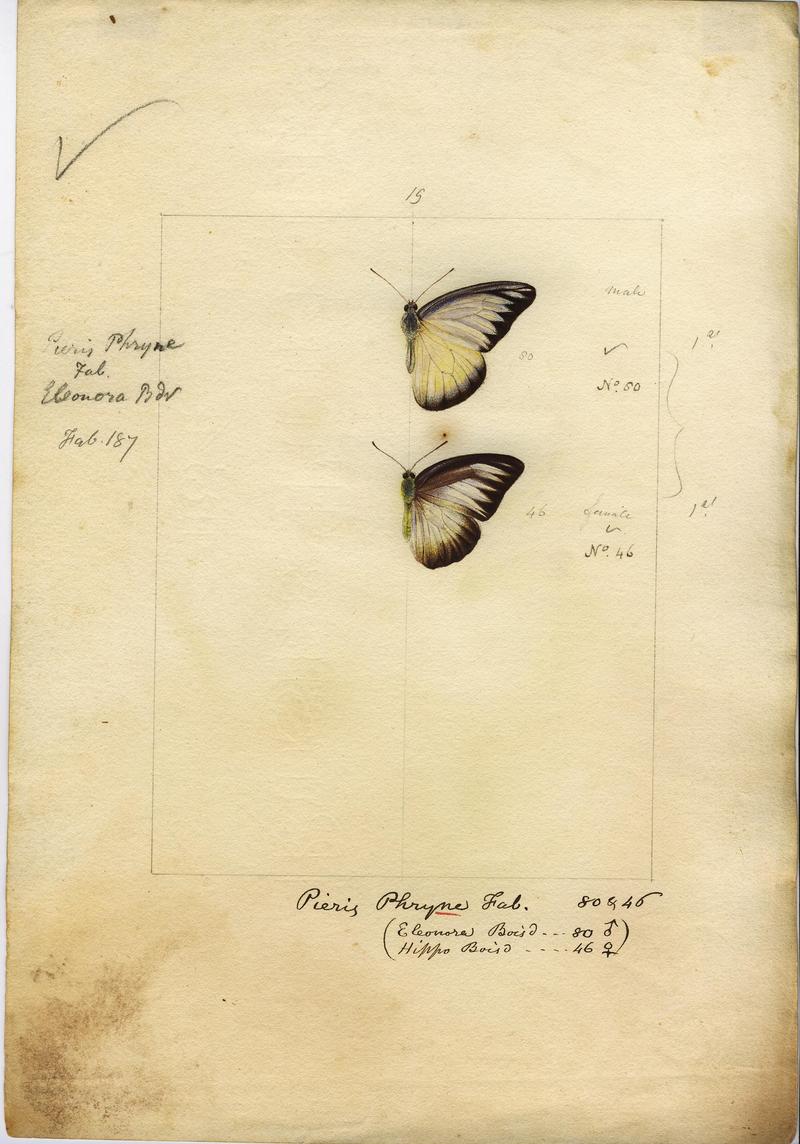 Robert Templeton Rhopalocera Ceylon Plate 4