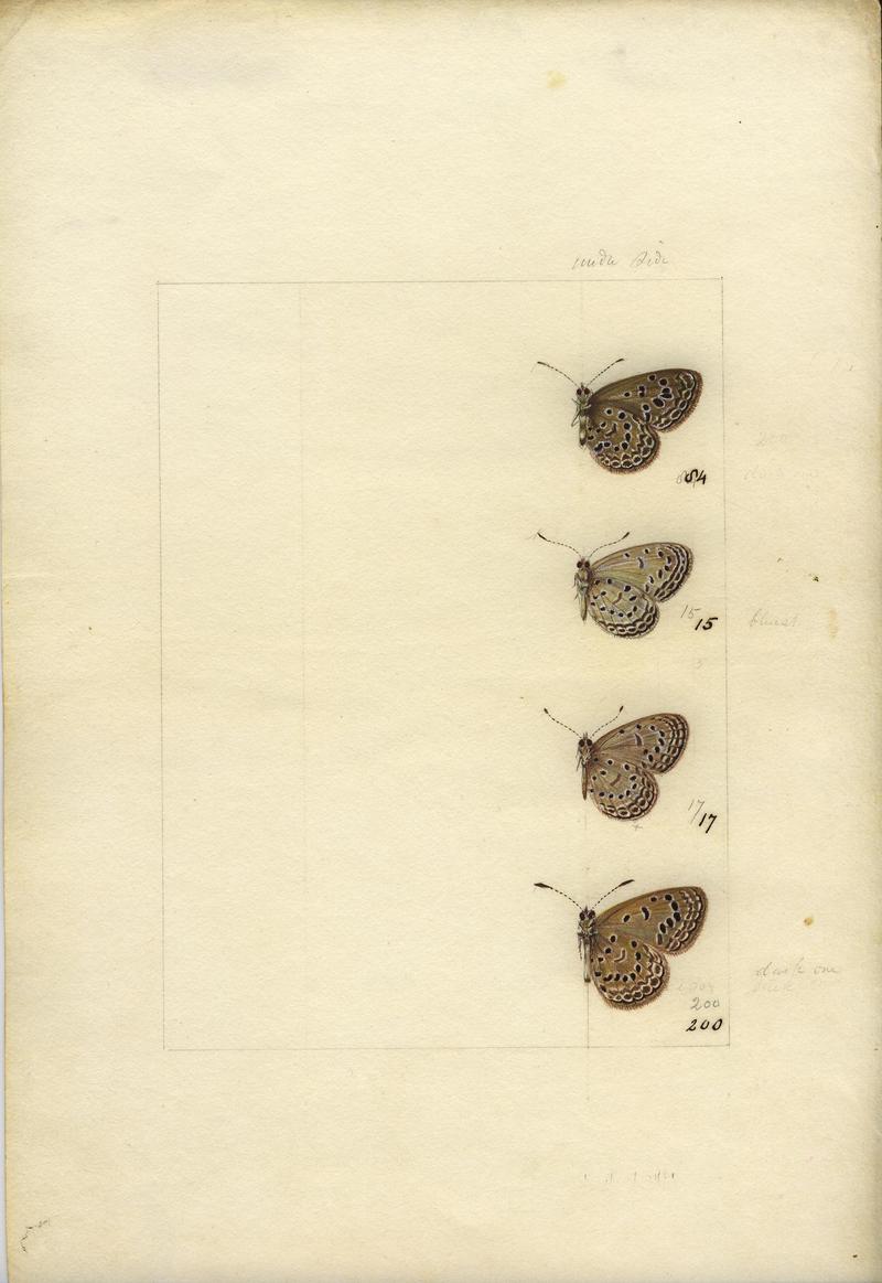 Robert Templeton Rhopalocera Ceylon Plate 40