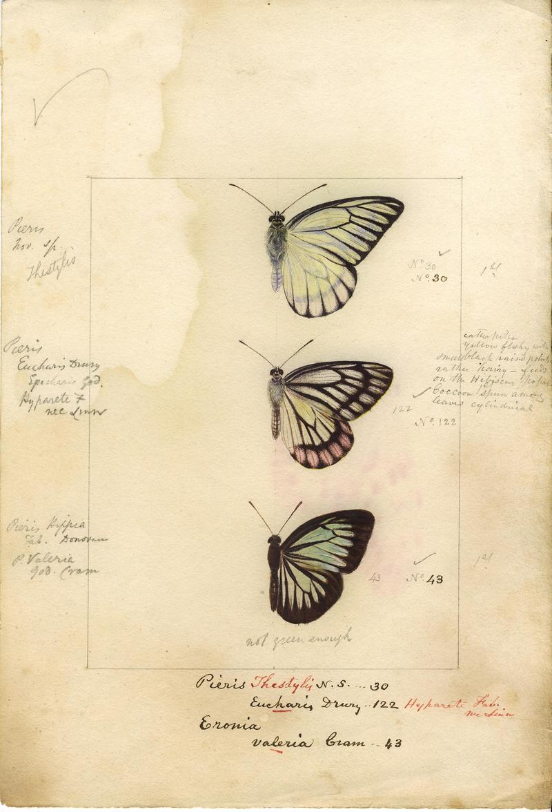 Robert Templeton Rhopalocera Ceylon Plate 5