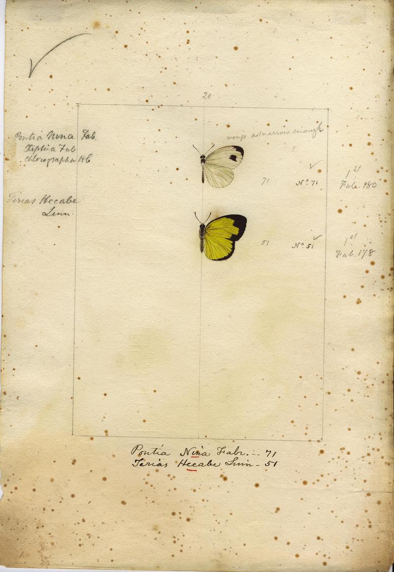 Robert Templeton Rhopalocera Ceylon Plate 6