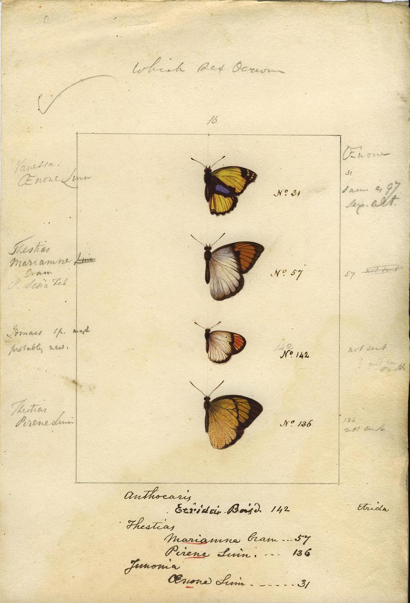 Robert Templeton Rhopalocera Ceylon Plate 8