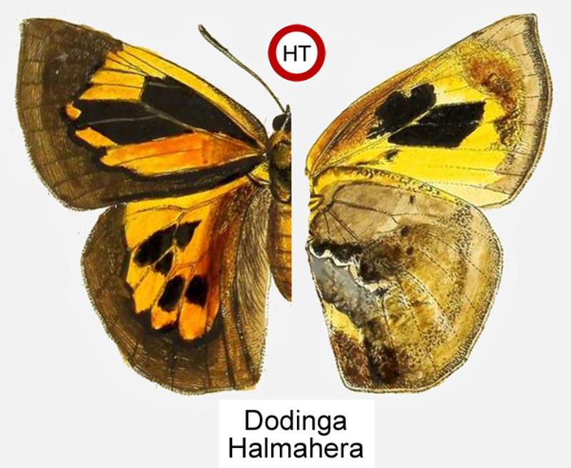 Original image of taxon first description