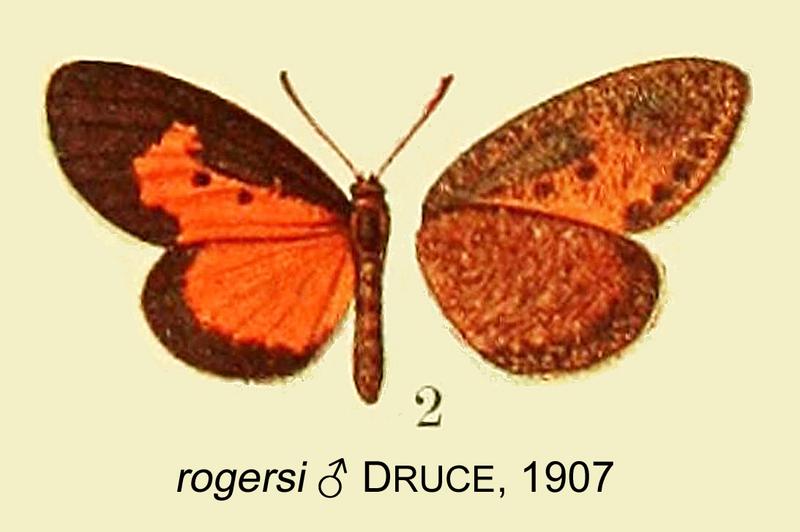 Telipna rogersi from original description