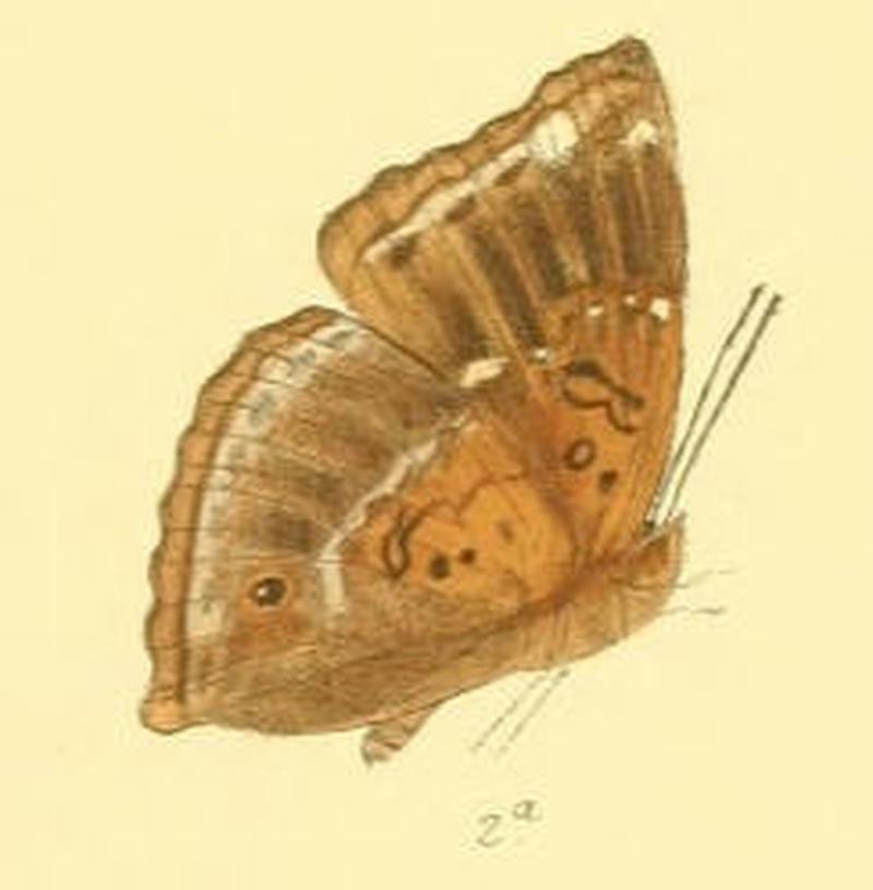 RohanaParisatis194 2a