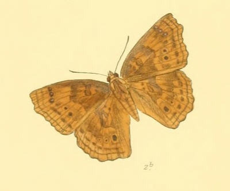 RohanaParisatis194 2b