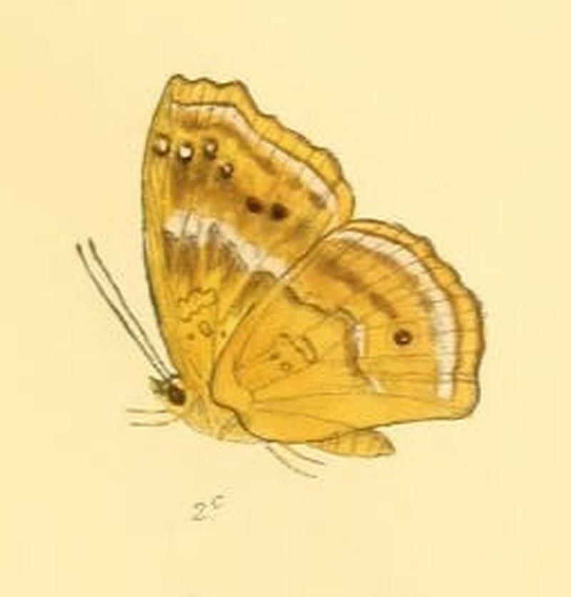 RohanaParisatis194 2c