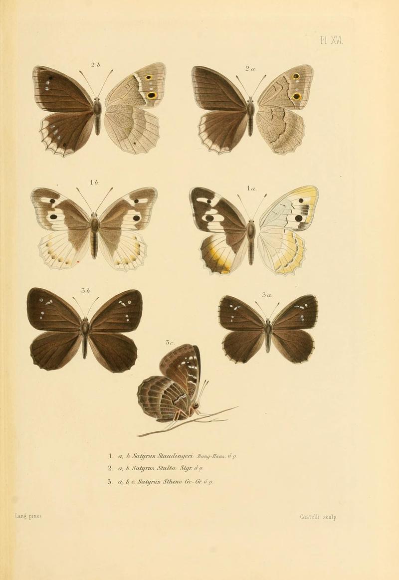 RomanoffMem.LépidPlate16